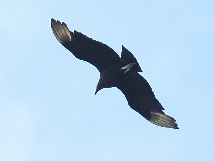 Black Vulture - ML619505127