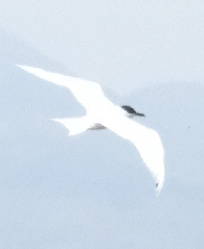 Gull-billed Tern - ML619505161