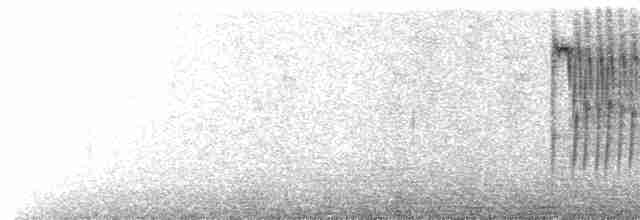 Percefleur à flancs blancs - ML619505162