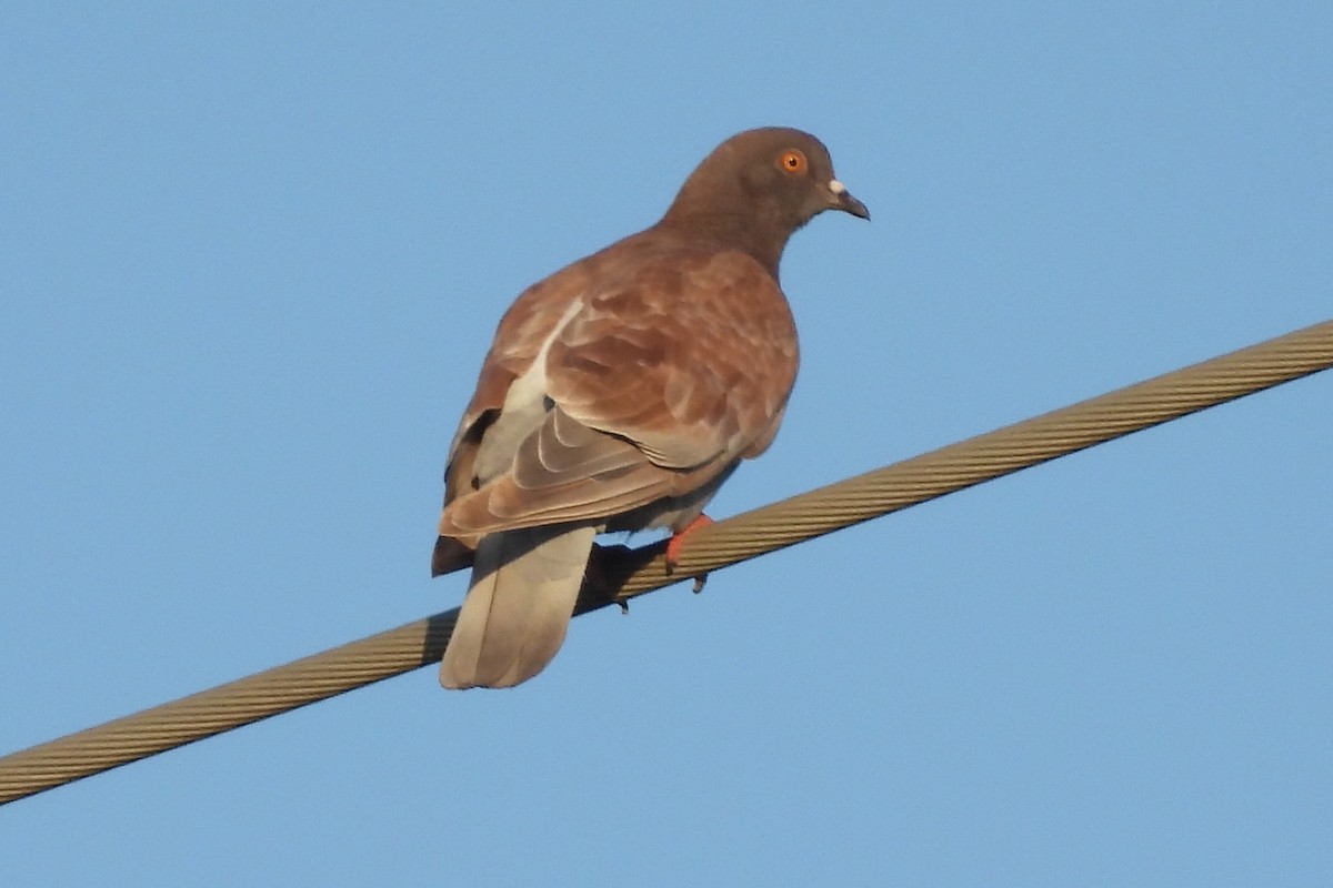 Rock Pigeon (Feral Pigeon) - ML619505179