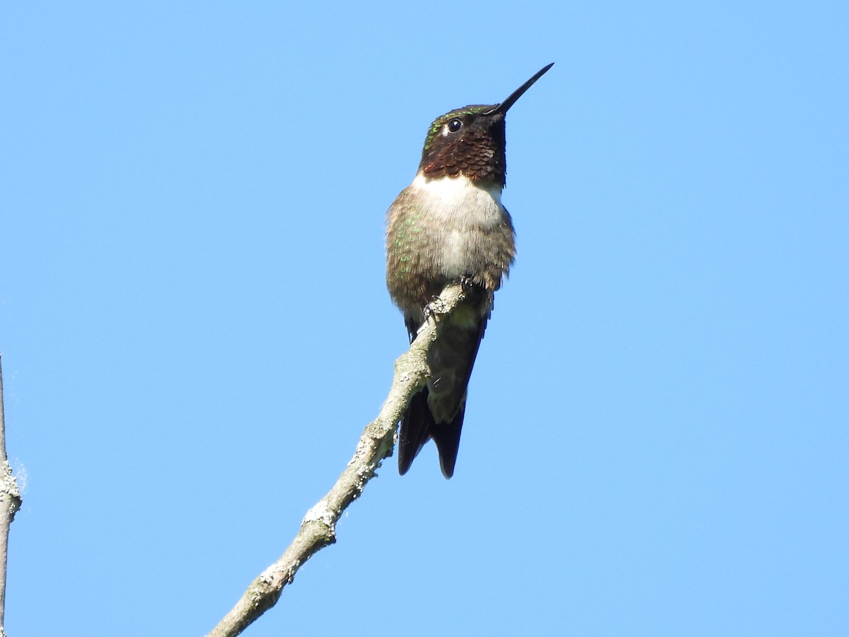 Ruby-throated Hummingbird - ML619505187