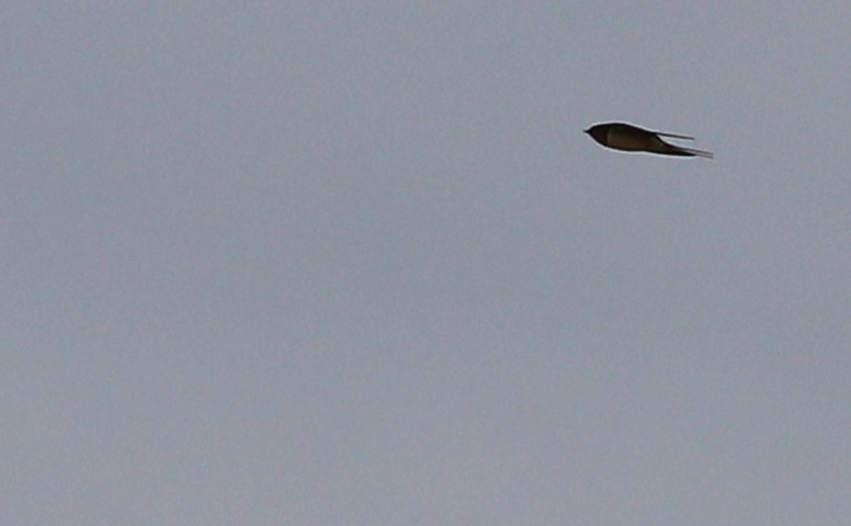 Barn Swallow (American) - ML619505188