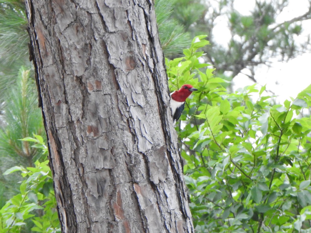 Red-headed Woodpecker - ML619505241
