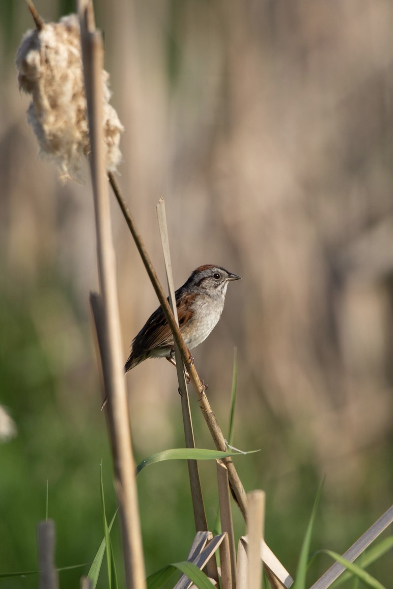 Swamp Sparrow - ML619505247