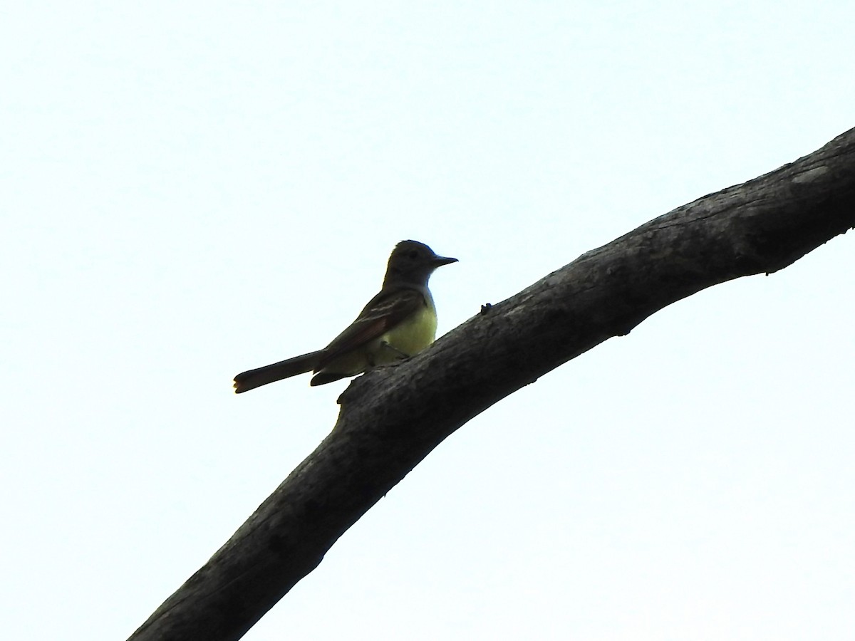 Great Crested Flycatcher - ML619505255