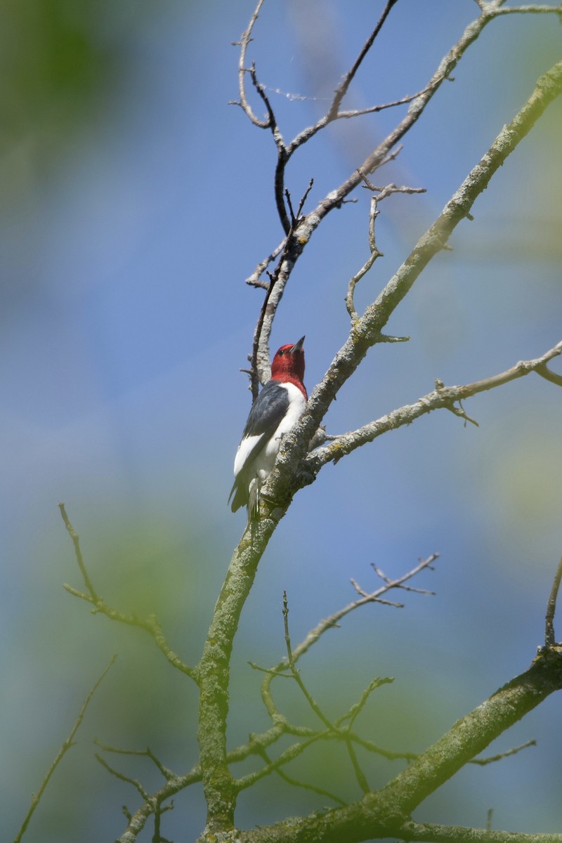 Red-headed Woodpecker - ML619505304