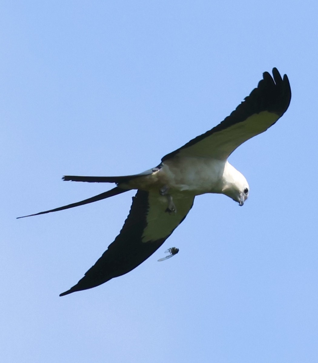 Swallow-tailed Kite - ML619505323