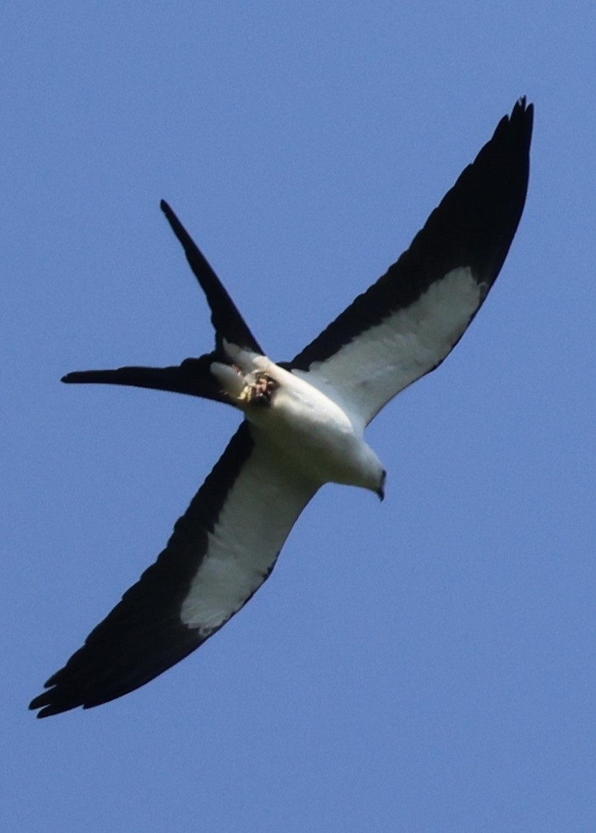 Swallow-tailed Kite - ML619505324