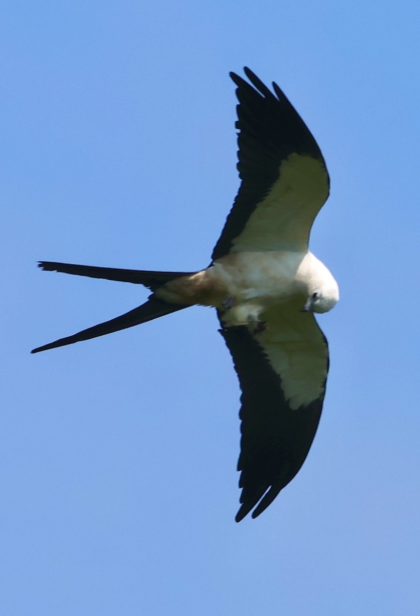 Swallow-tailed Kite - ML619505325