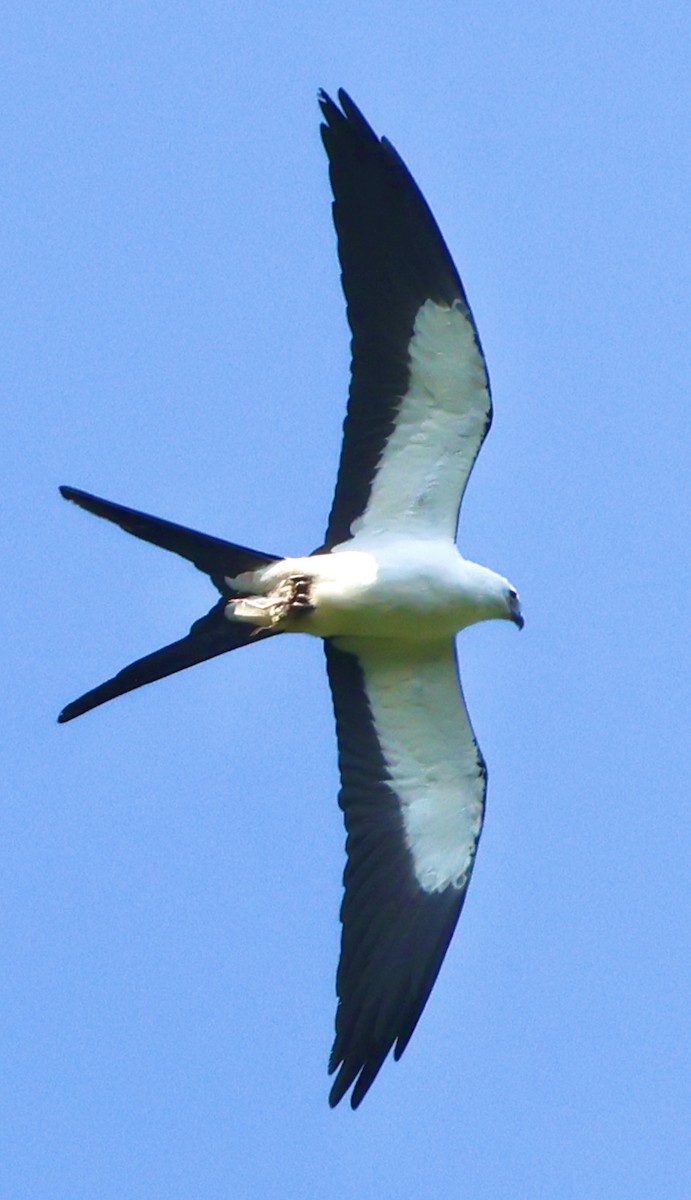 Swallow-tailed Kite - ML619505326