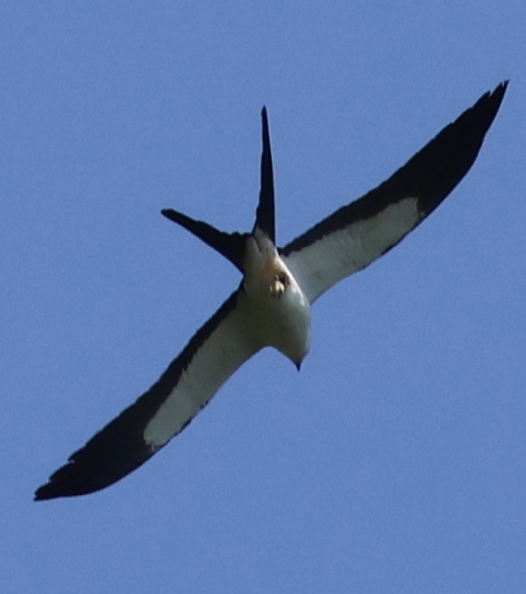Swallow-tailed Kite - ML619505327