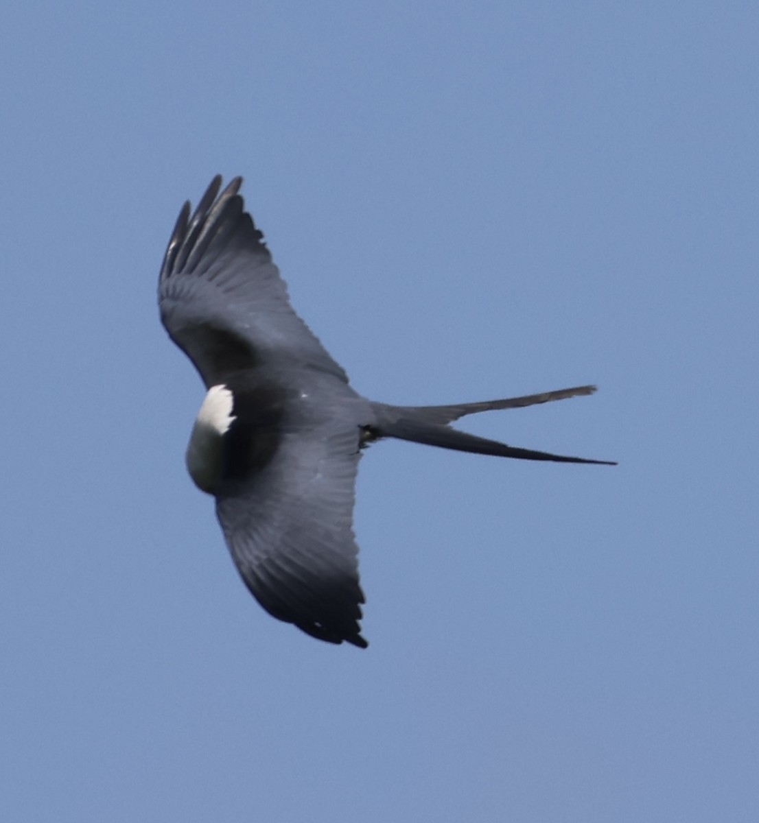 Swallow-tailed Kite - ML619505328