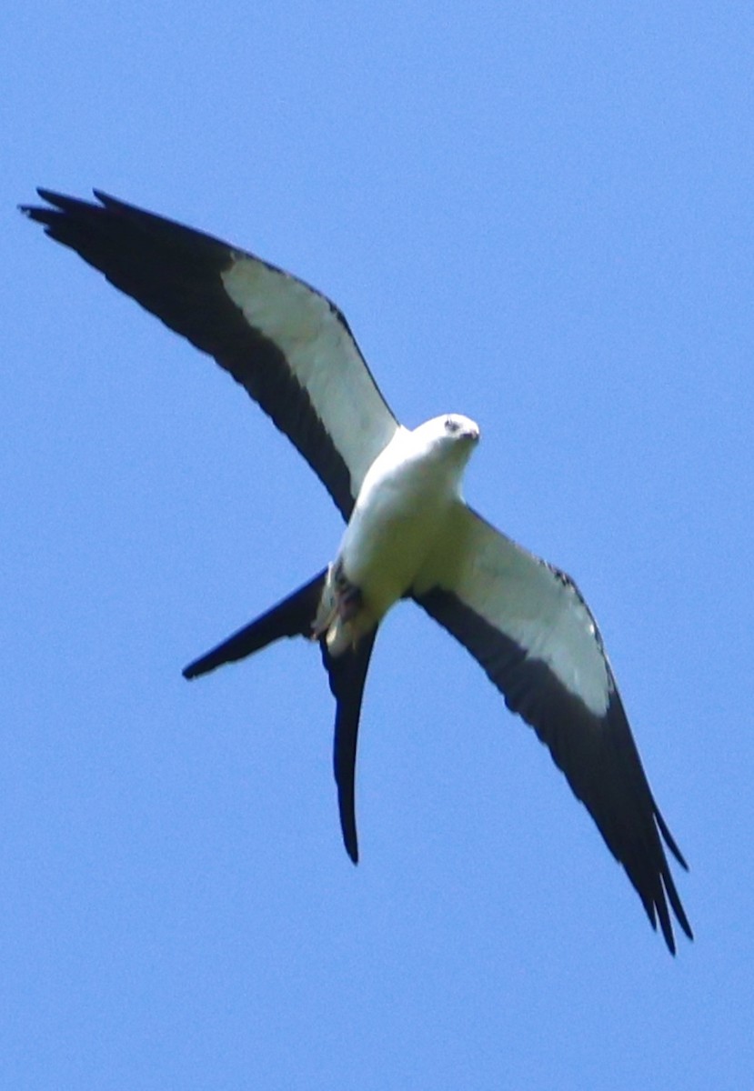 Swallow-tailed Kite - ML619505329
