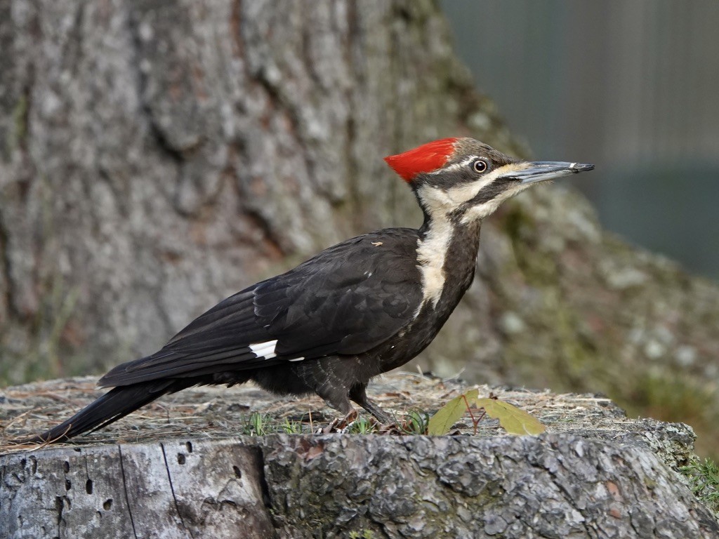 Pileated Woodpecker - ML619505346