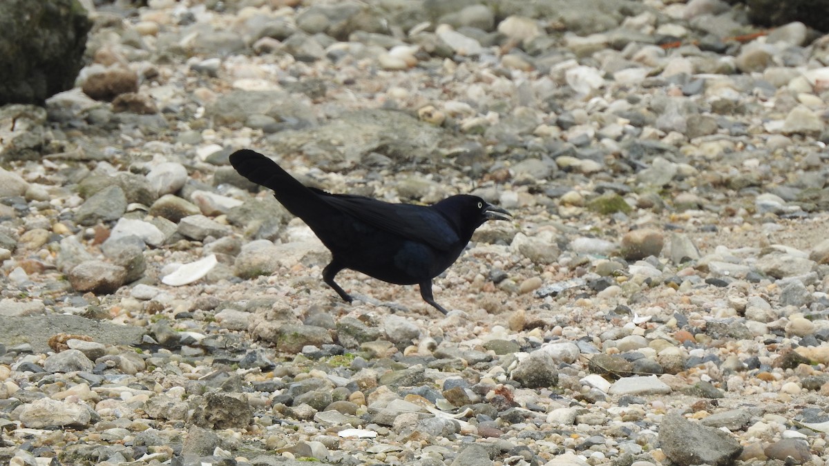 Boat-tailed Grackle - ML619505351