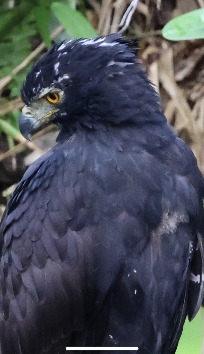 Чёрный хохлатый орёл - ML619505367