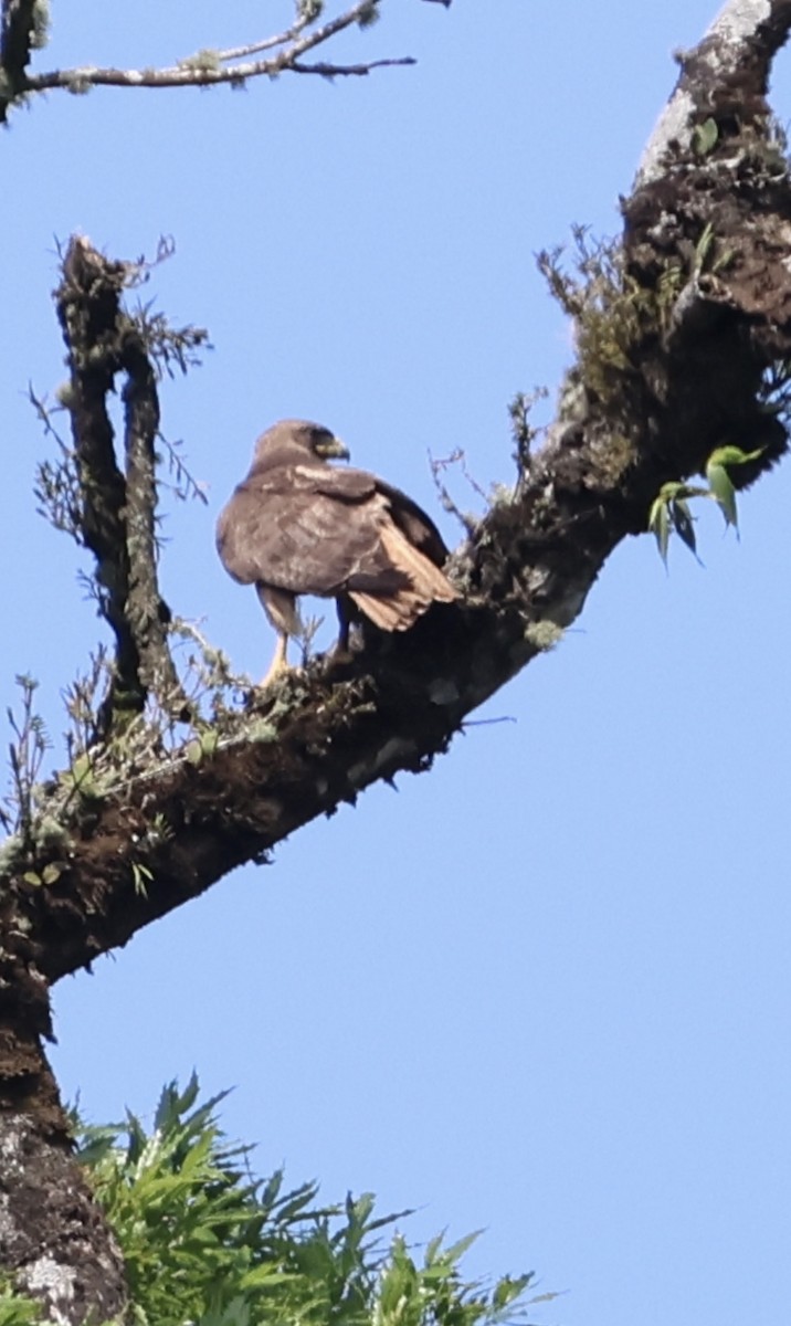 Red-tailed Hawk - ML619505448