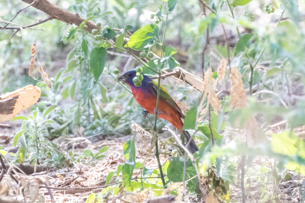 Painted Bunting - ML619505455