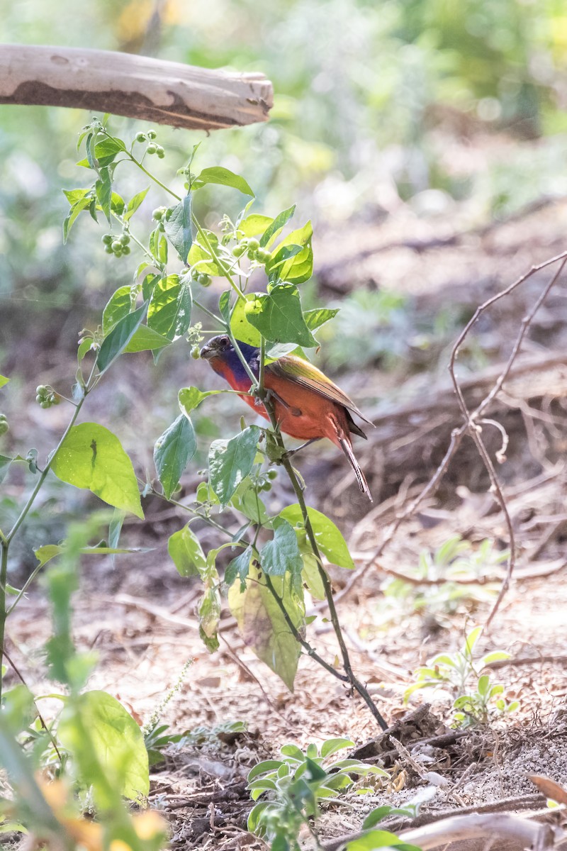 Painted Bunting - ML619505456