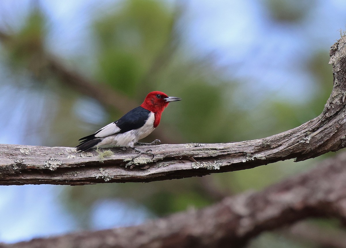 Red-headed Woodpecker - ML619505517