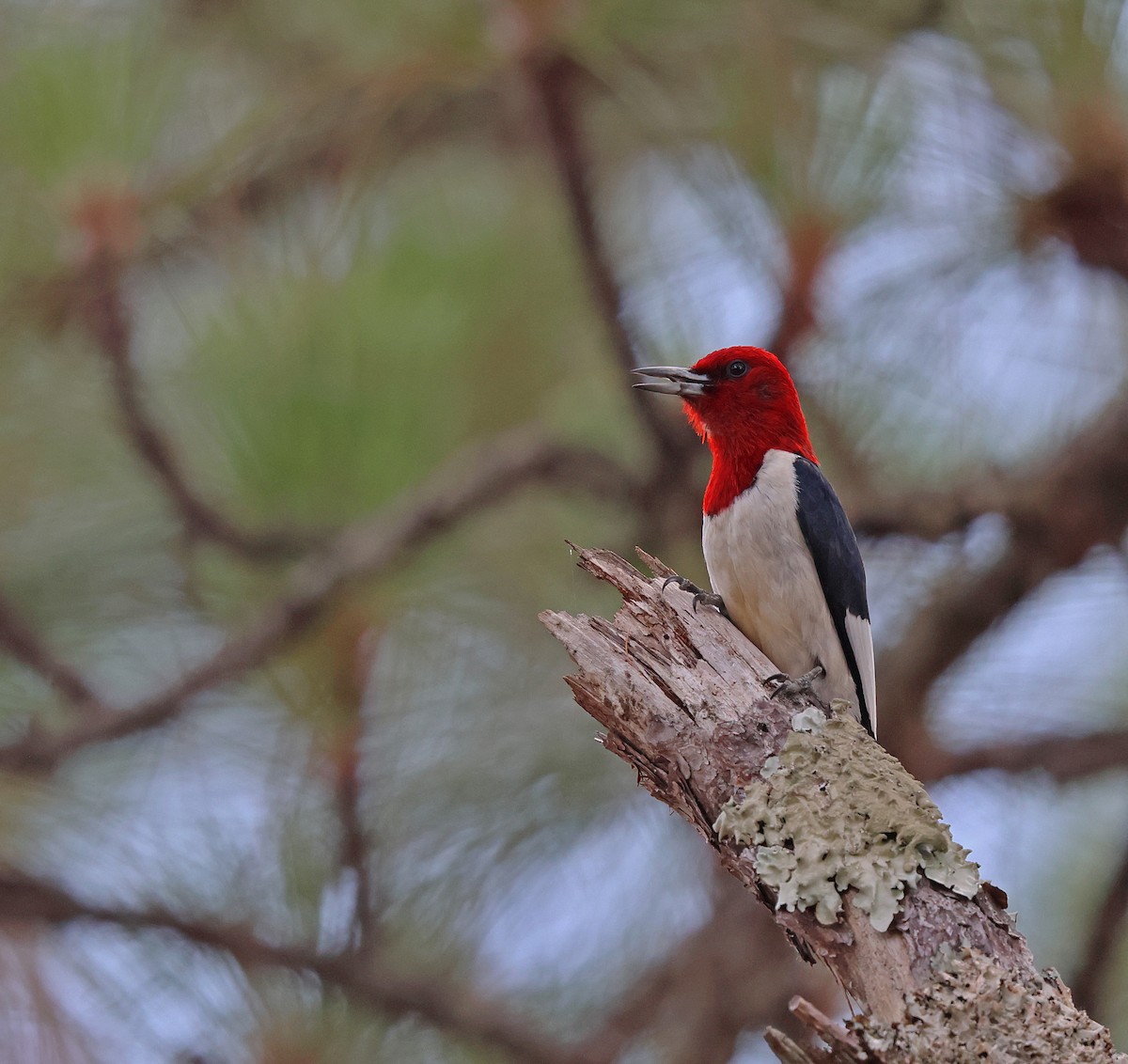 Red-headed Woodpecker - ML619505518