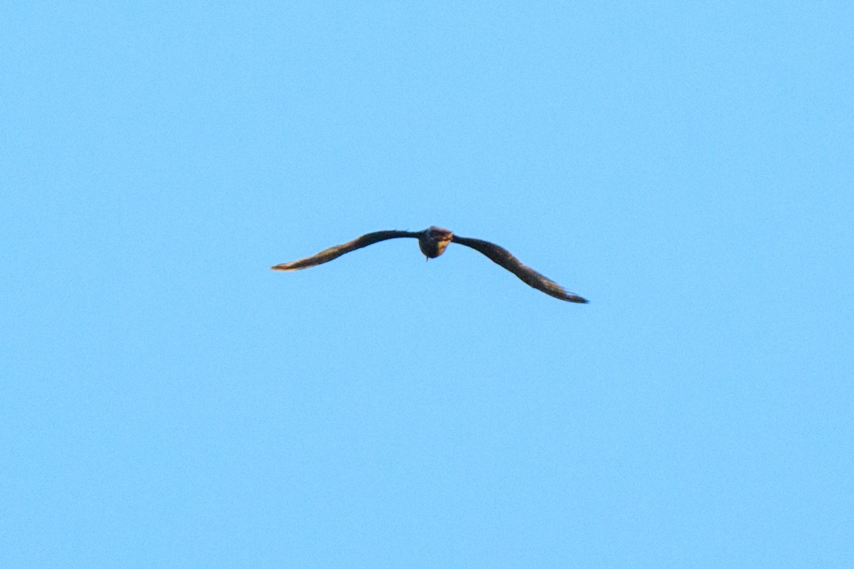 Black-crowned Night Heron - ML619505544