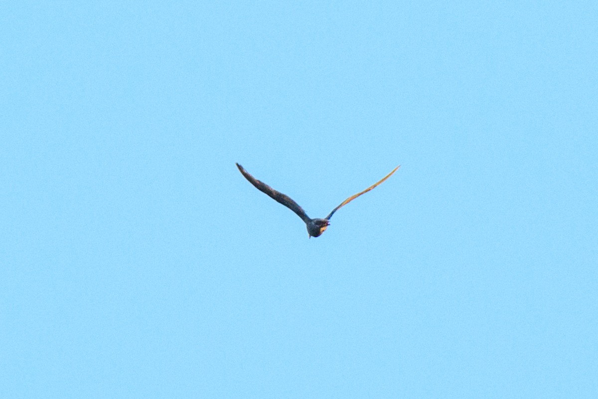 Black-crowned Night Heron - ML619505545