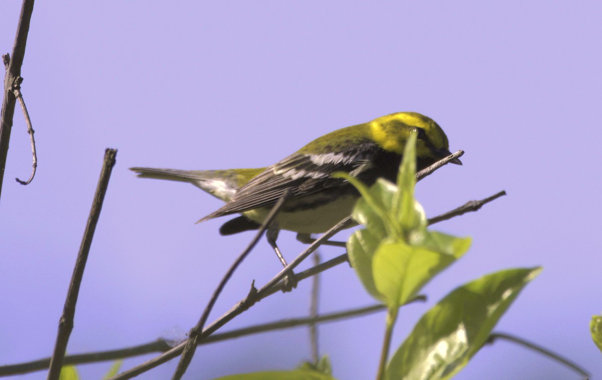 Black-throated Green Warbler - ML619505552