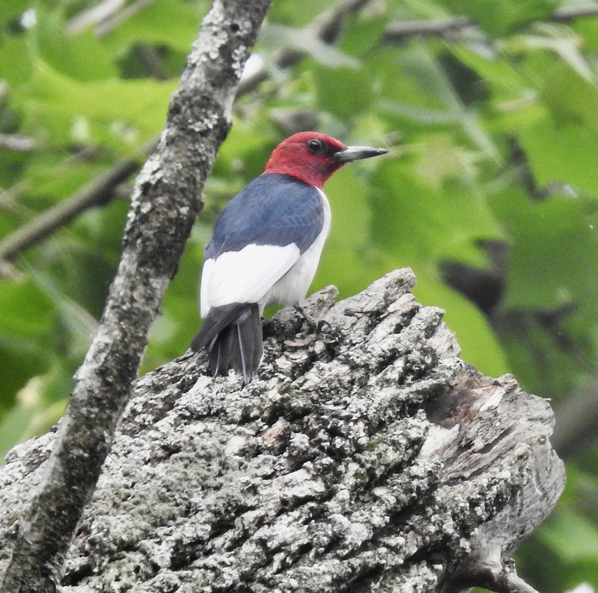 Red-headed Woodpecker - ML619505565