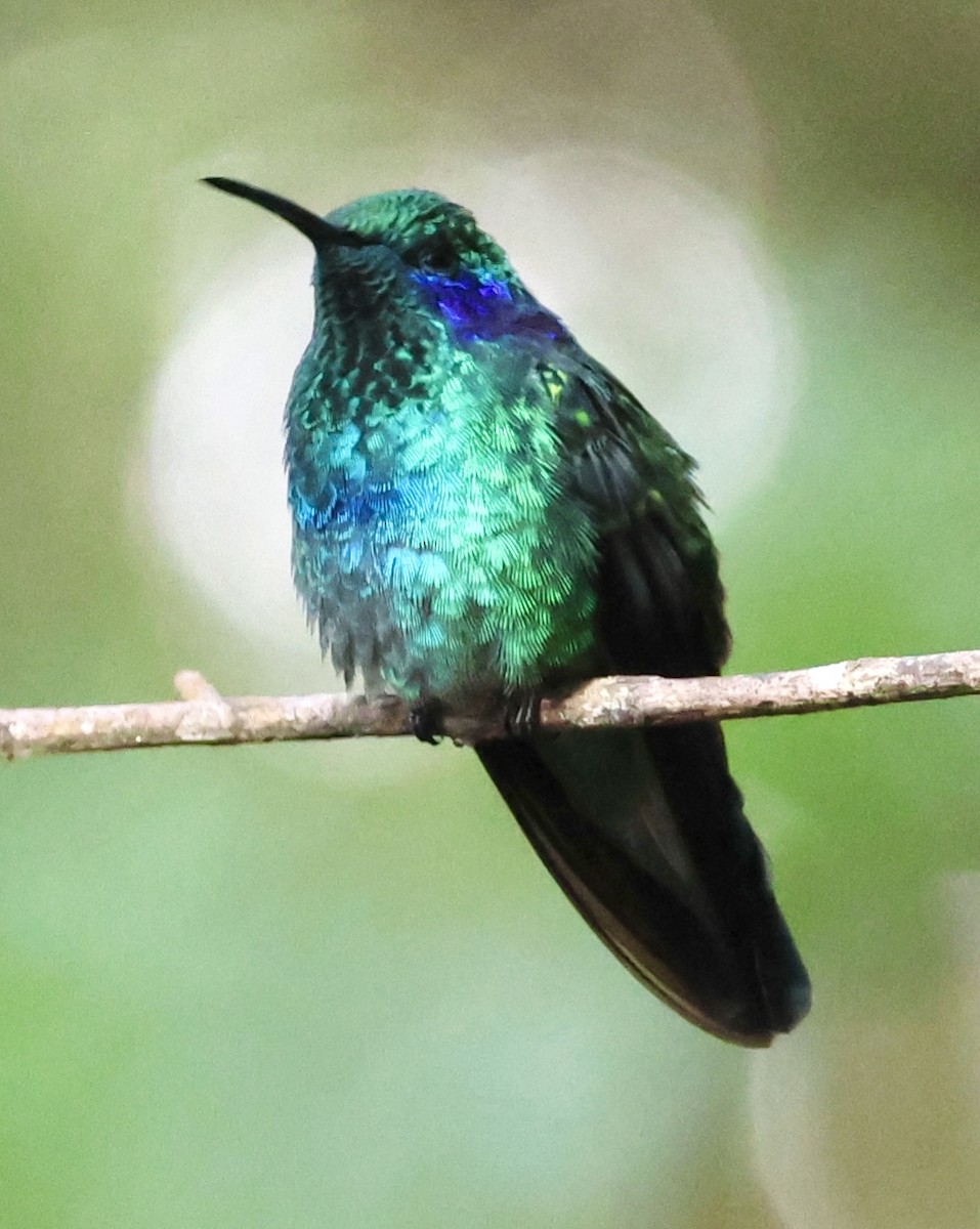 kolibřík modrouchý - ML619505572