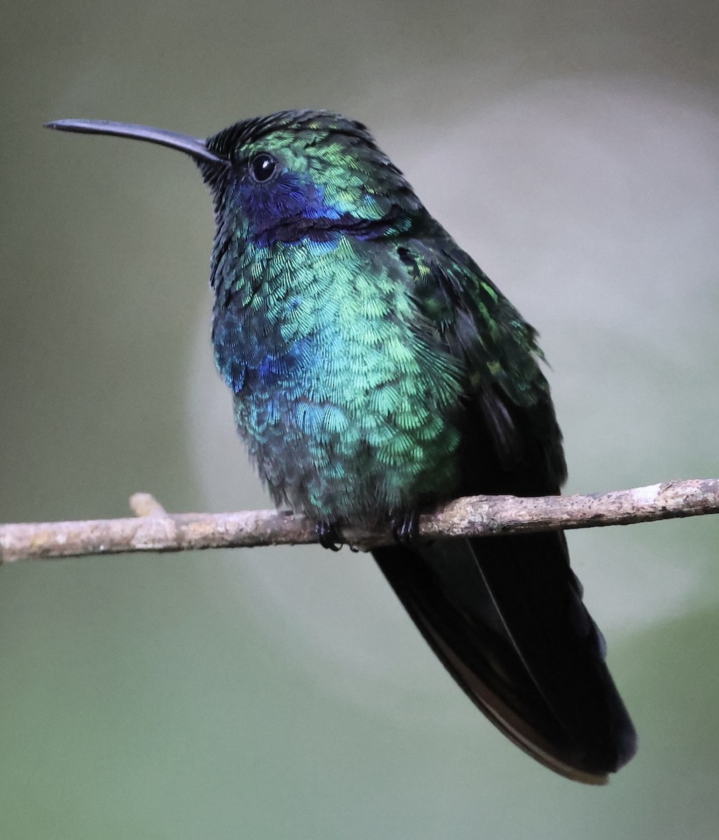 kolibřík modrouchý - ML619505573