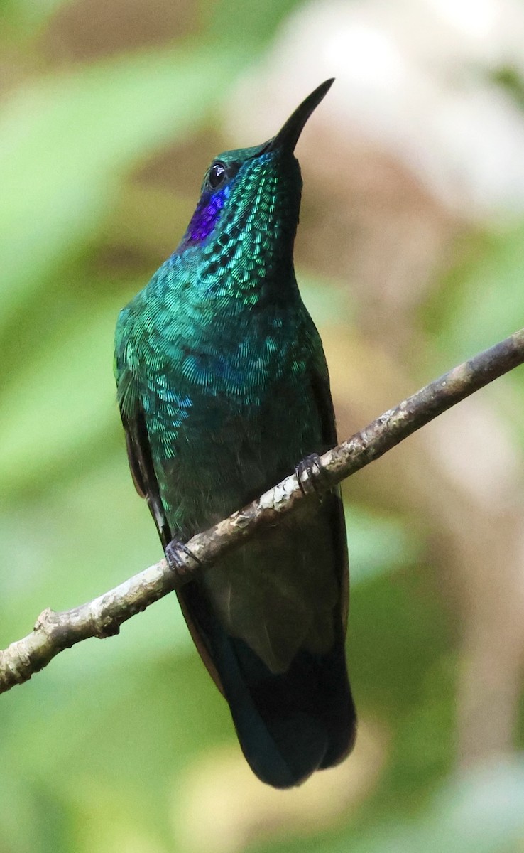 kolibřík modrouchý - ML619505574