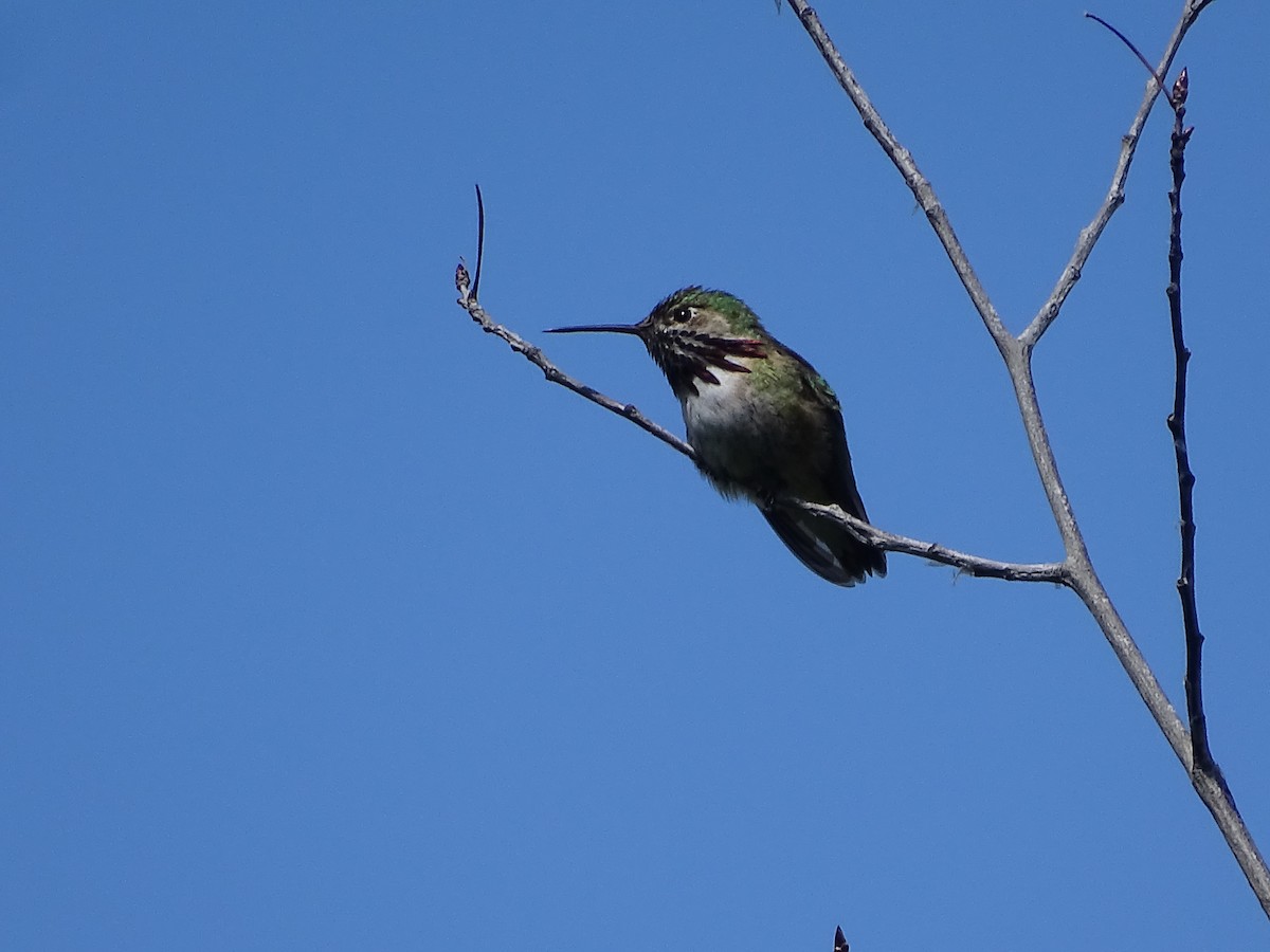 Calliope Hummingbird - ML619505607