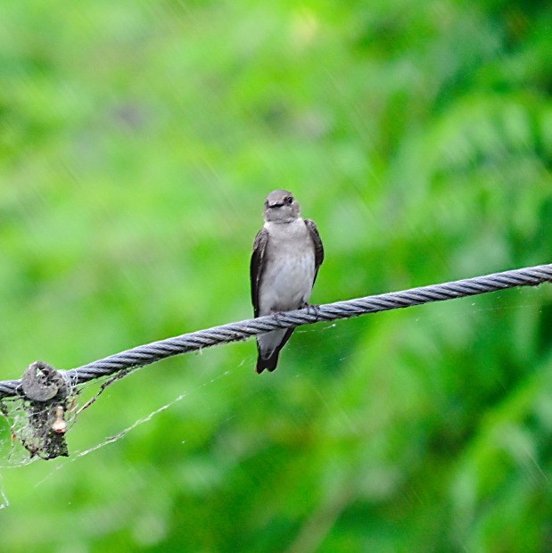 Northern Rough-winged Swallow - ML619505611