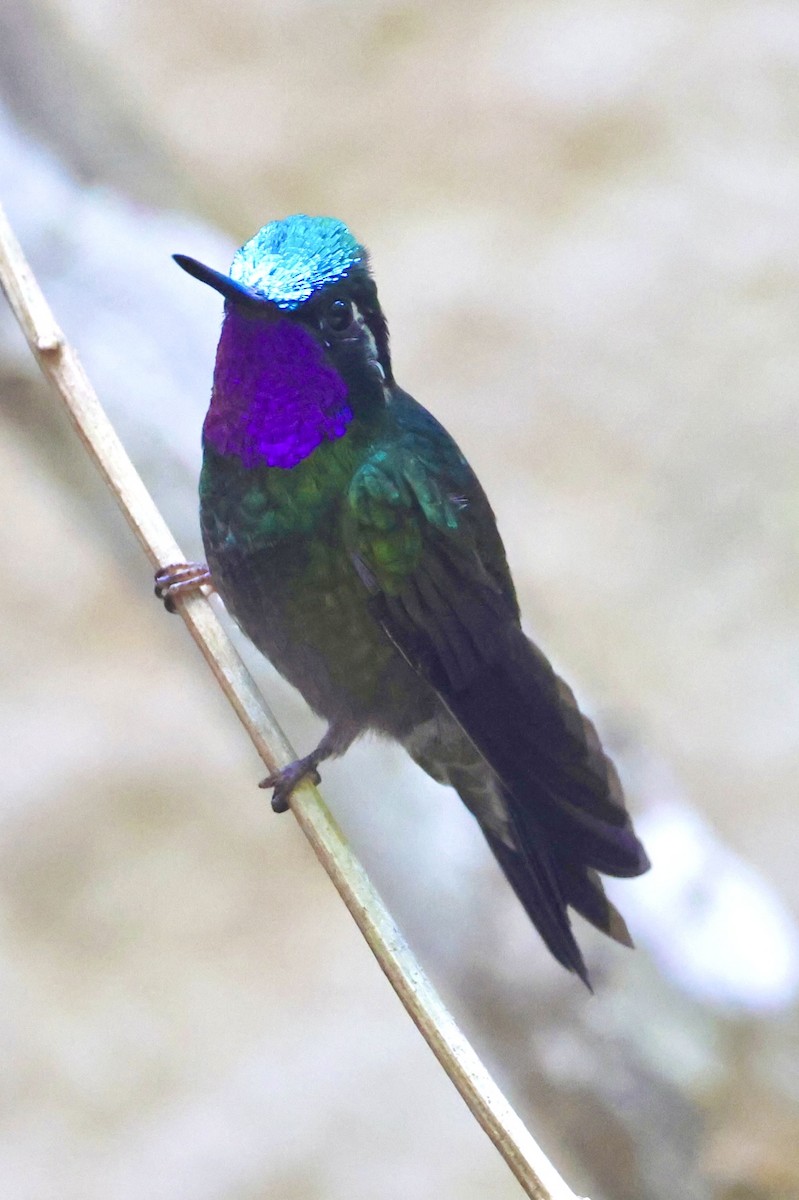kolibřík fialovohrdlý - ML619505625