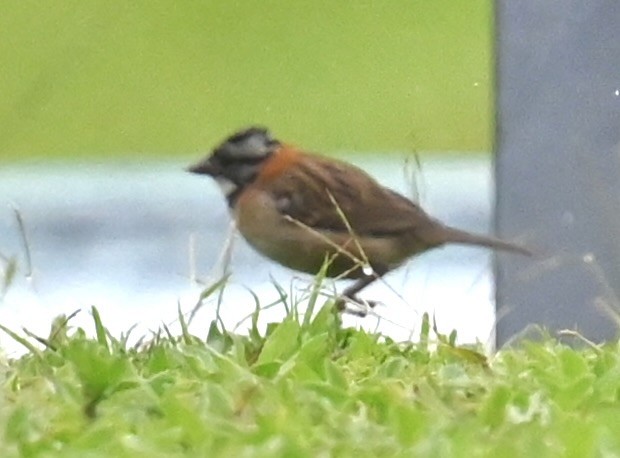 Rufous-collared Sparrow - ML619505626