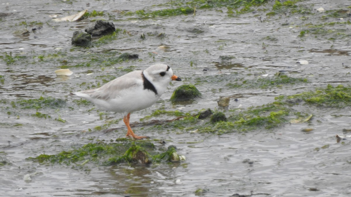 Piping Plover - ML619505637