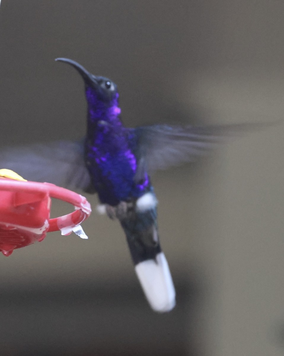 kolibřík fialkový - ML619505638