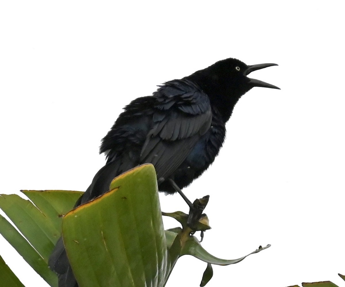 Great-tailed Grackle - ML619505640
