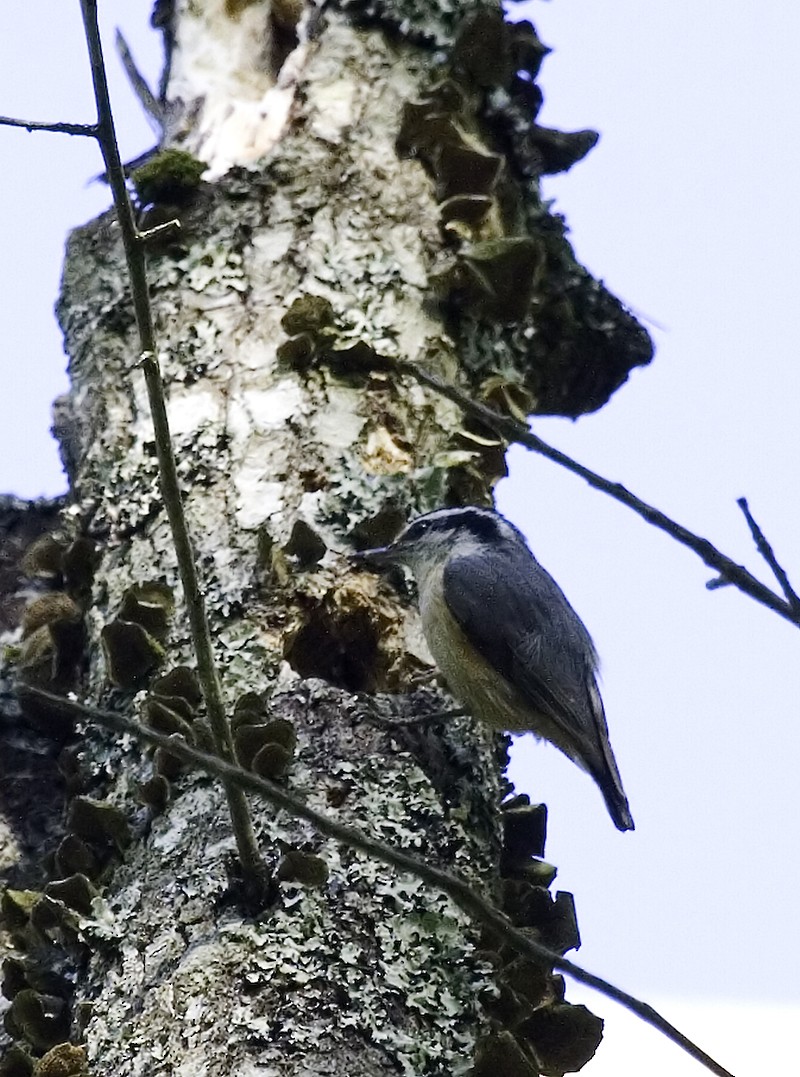 Red-breasted Nuthatch - ML619505684