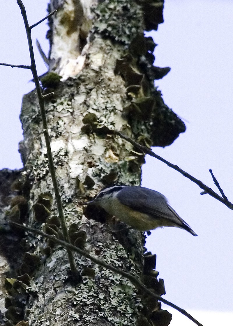 Red-breasted Nuthatch - ML619505686