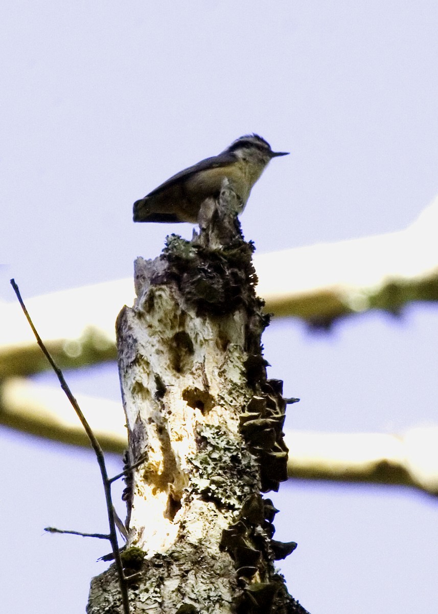 Red-breasted Nuthatch - ML619505688