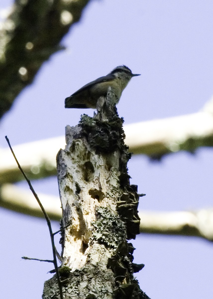 Red-breasted Nuthatch - ML619505693