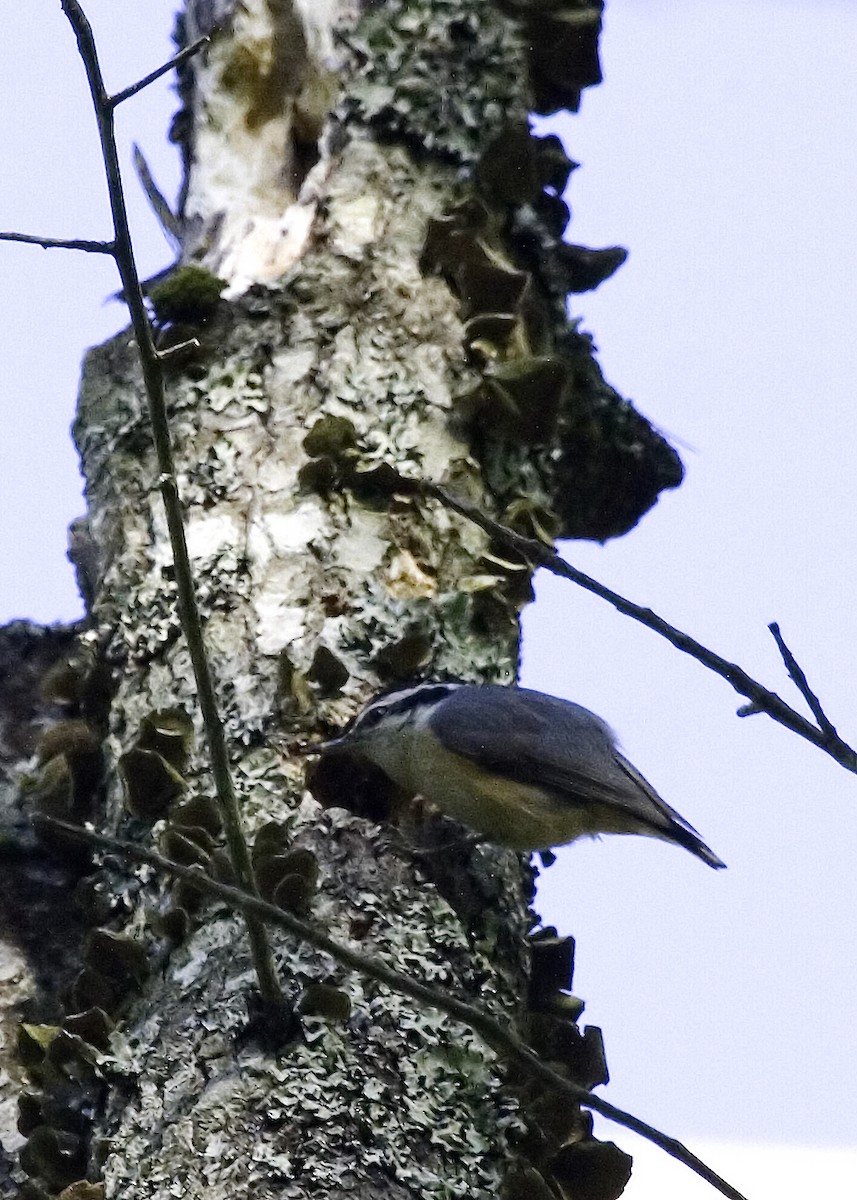Red-breasted Nuthatch - ML619505694