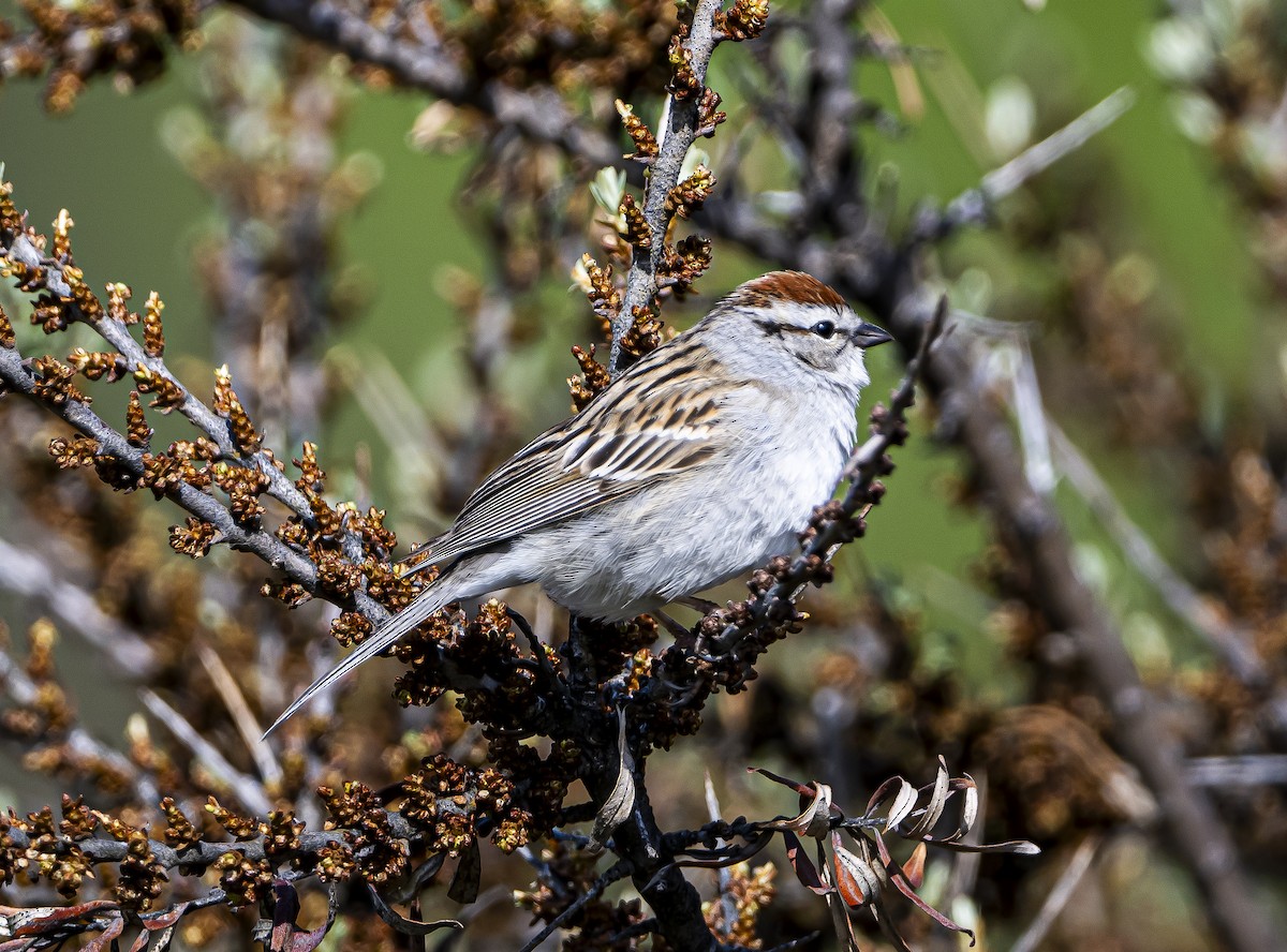 Chipping Sparrow - ML619505733