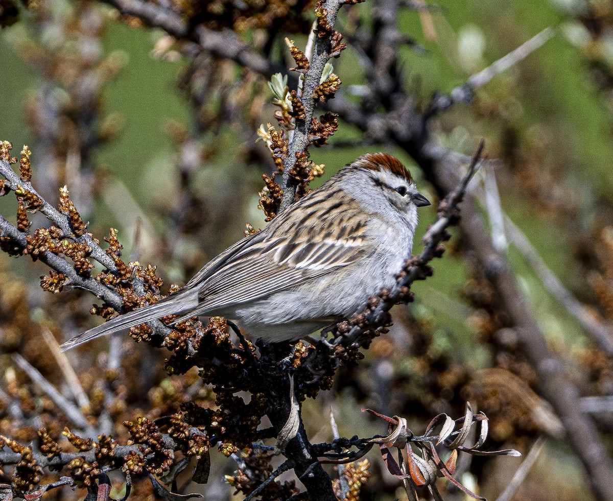 Chipping Sparrow - ML619505734