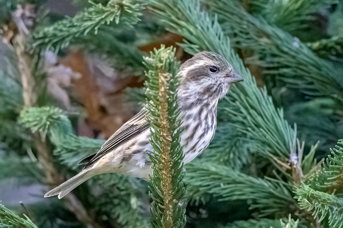 Purple Finch - ML619505739