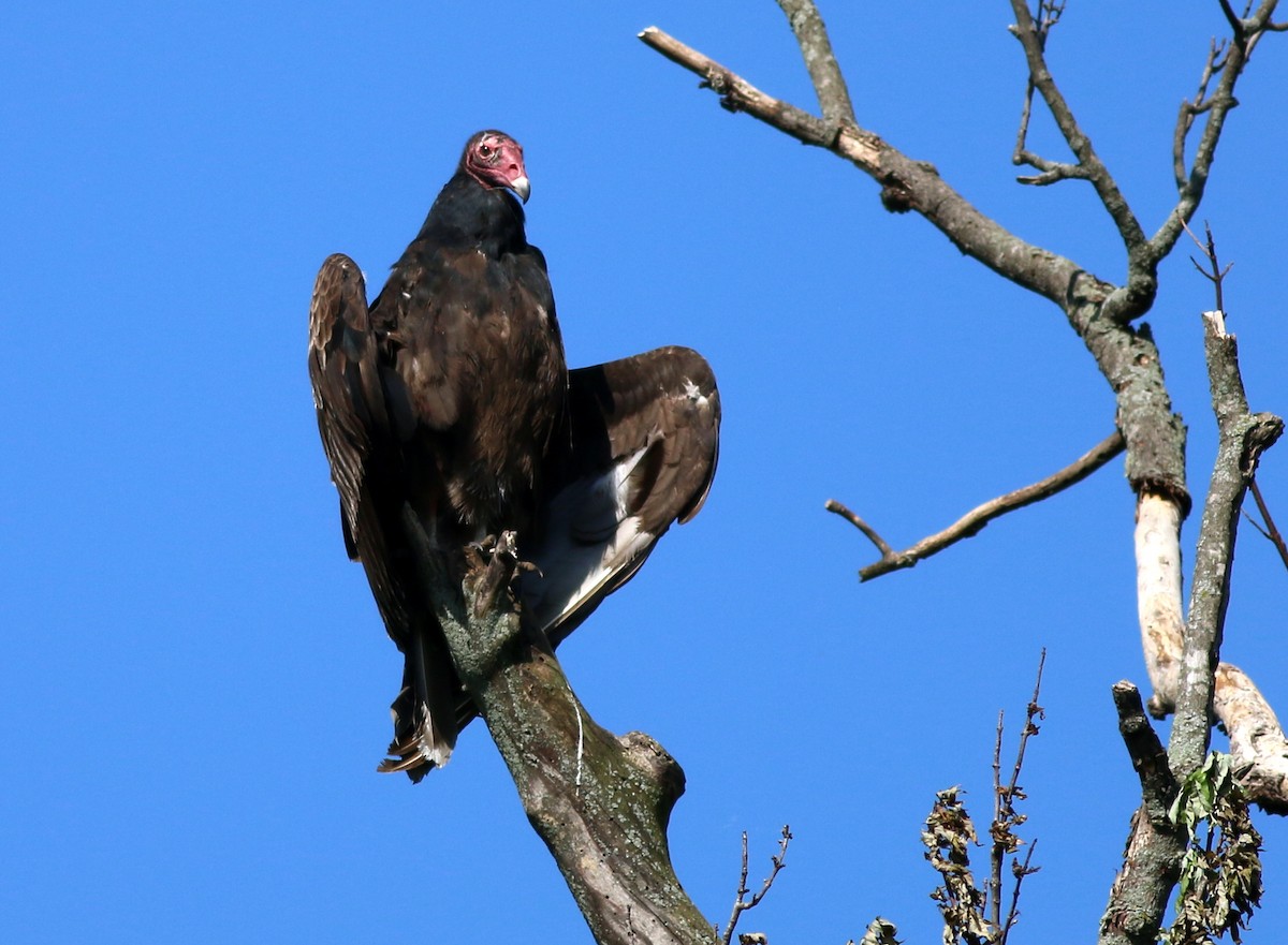 Turkey Vulture - ML619505764