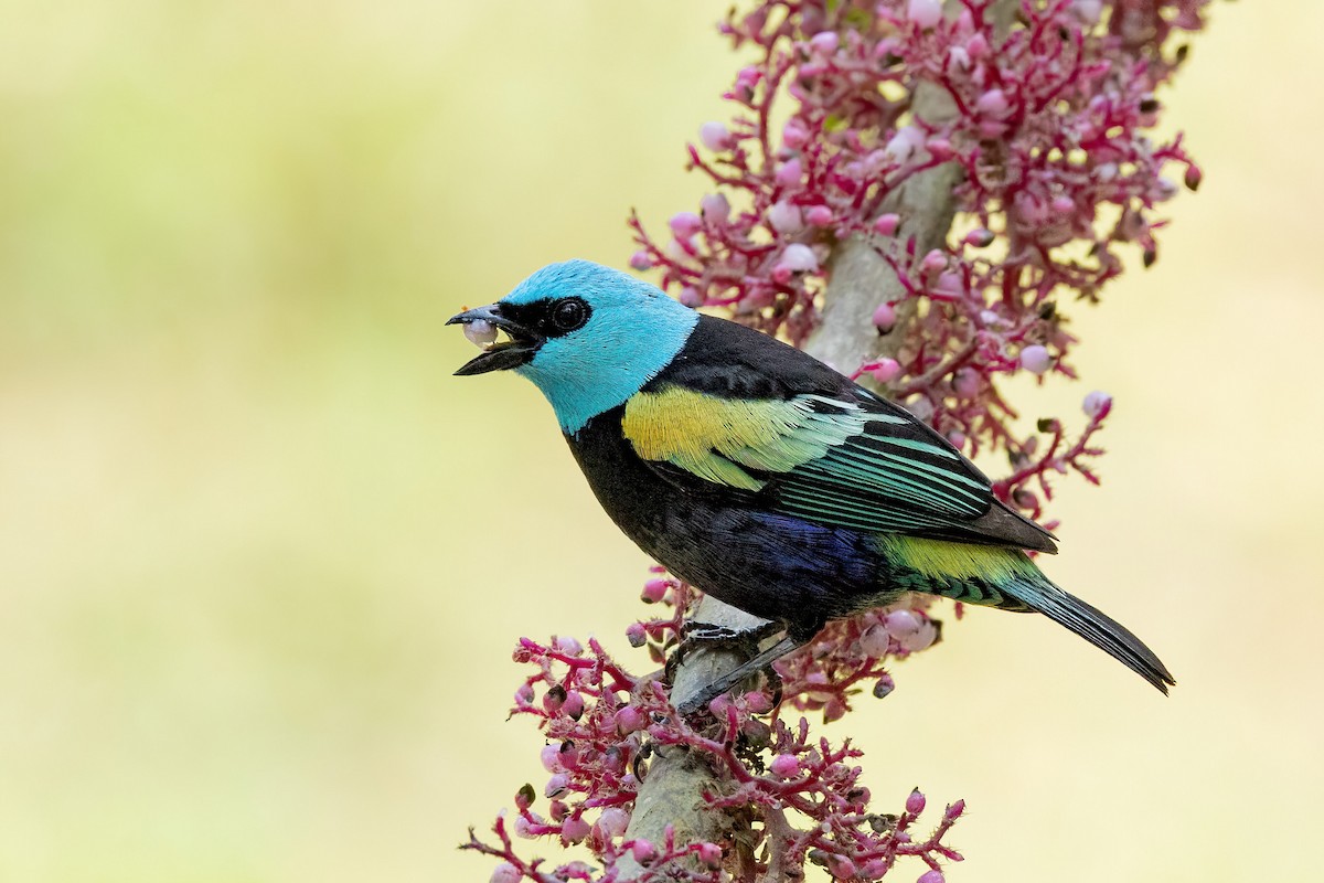 Blue-necked Tanager - ML619505767