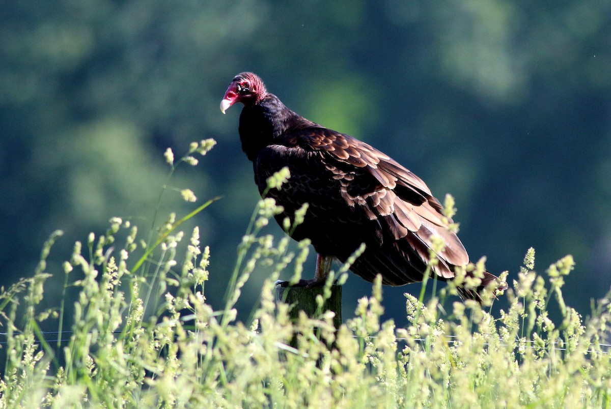 Turkey Vulture - ML619505769